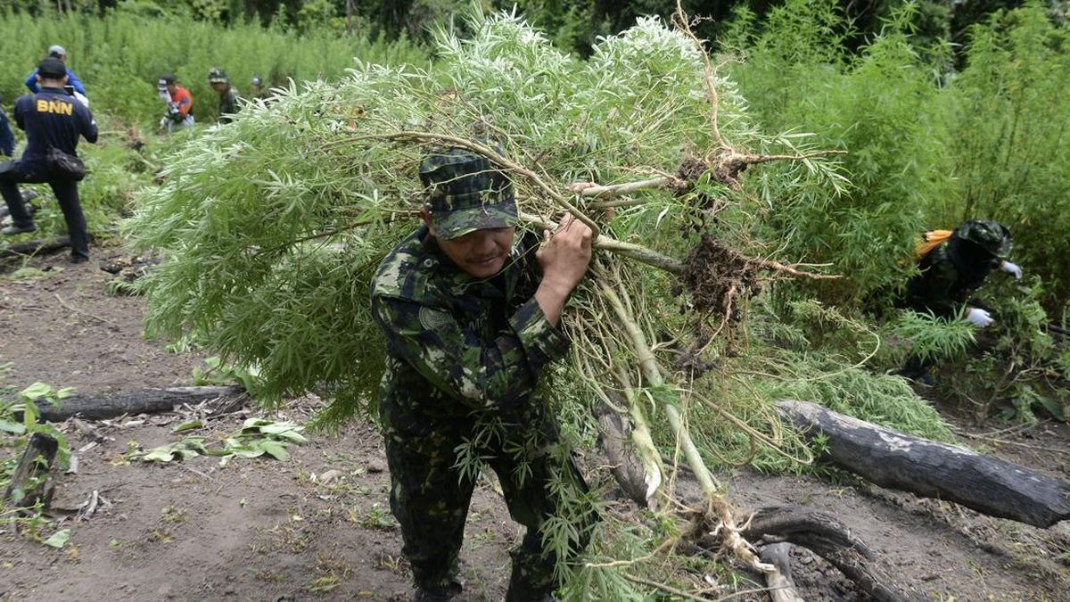 Sebanyak 59 ladang ganja ditemukan di kawasan Taman Nasional Bromo Tengger Semeru (TNBTS), tepatnya di Desa Argosari, Kecamatan Senduro, Lumajang, Jawa Timur. (Arsip Polres Lumajang)
